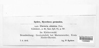 Clavaria abietina image
